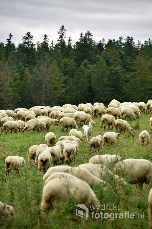 Wędrując po tatrzańskich szlakach nie tylko mamy możliwość obcowania z pięknymi widokami, ale też możemy spotkać na swojej drodze stado owiec wyprowadzanych na pastwisko w asyście kompana - psa.