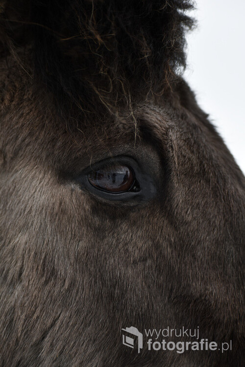 Koń islandzki i odbicie w oku