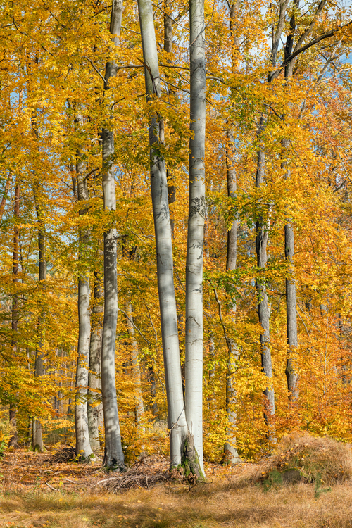 Jesień w podlaskim lesie; październik 2021