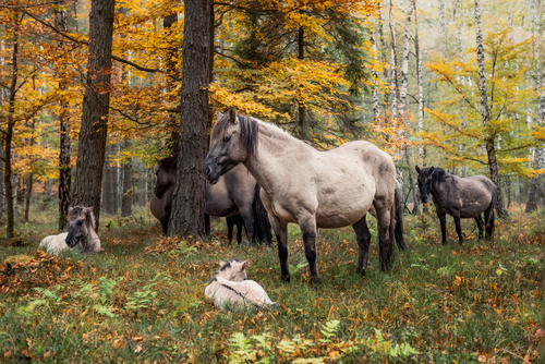 Dziki tabun koni żyjący w lesie Roztoczańskiego Parku Narodowego; październik 2021