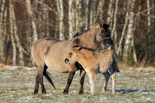 Koniki Polskie żyjące na wolności w okolicy Biebrzańskiego Parku Narodowego; grudzień 2021