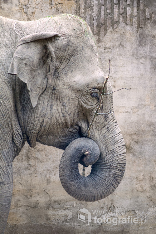 Portret słonia.