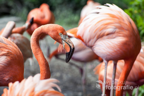 Flamingi podczas posiłku.