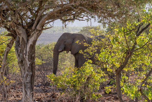 Jadąc jedną z wielu szutrowych Afrykańskich dróg, z nienidzka pojawił się on. Sporych rozmiarów samiec słonia afrykańskiego w podeszłym wieku z ubitymi oboma ciosami. 