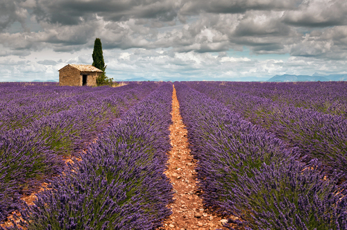 Prowansja, okolice miejscowości Aix-en-Provence.
Zdjęcie zostało wyróżnione na portalu i w czasopiśmie Foto-Kurier w kategorii 