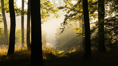 Lekka mgła w środku lasu oraz przedzierające się promienie słońca razem tworzące piękny widok. Pośrodku kadru można zauważyć drogę wiodącą w głąb lasu oraz pierwsze jesienne barwy na liściach.