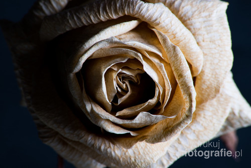 Fotografia przedstawia uschniętą róże, osobistą pamiątkę. Przetrwała wiele lat, przypominając mi o pewnym, zamkniętym już, etapie życia.