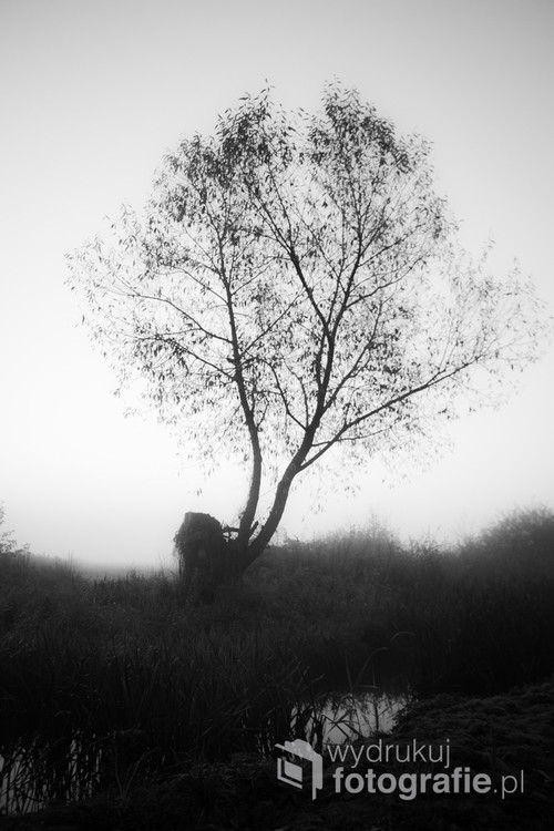 6 rano, gdzieś pod miastem. Zimno i mgliście. Szukając dogodnego miejsca na sfotografowanie zbliżającego się wschodu słońca znajduję to samotne drzewo.