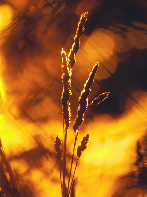 Zdjęcie przedstawia kłos trawy skąpany w promieniach zachodzącego słońca.

Przedstawione zdjęcie było wystawione podczas mojej wystawy o tytule 'Warmińskie Momenty