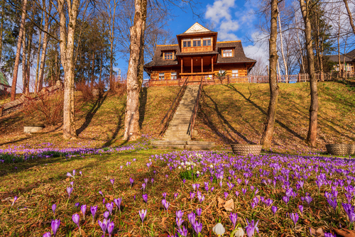 Krokusy na Harendzie...