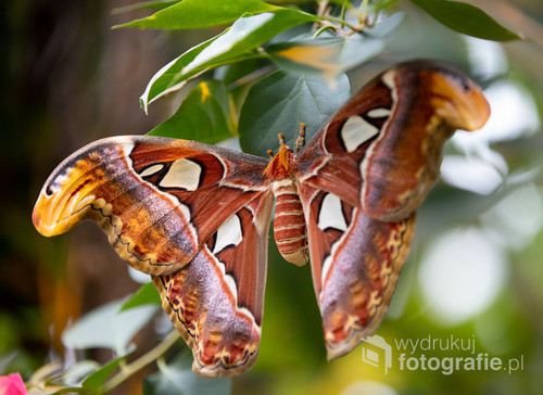 To największy motyl na świecie zdjęcie wykonane w  parku motyli na wyspie Bornholm