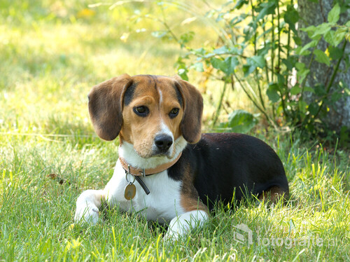 młody piesek rasy beagle