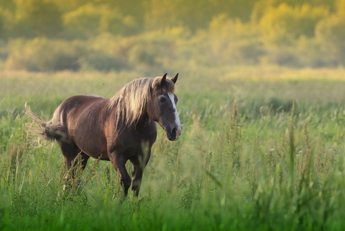 koń wracający sam do domu z łąk