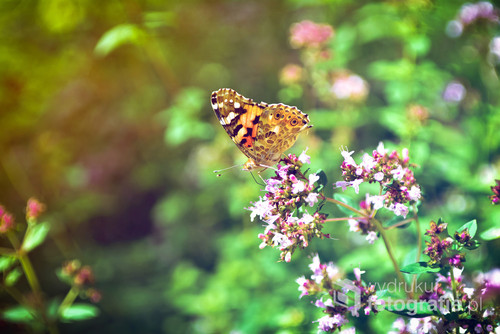Motyl wśród kwiatów. Zdjęcie wykonane 18.08.2016