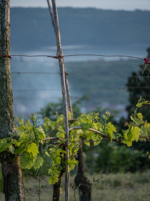 Spójrz młodą latorośl rosnącą w urokliwej winnicy na słonecznych wzgórzach Słowenii, które majestatycznie wznoszą się nad urokliwym miasteczkiem Izola. To prawdziwa oda do wiosennego przebudzenia natury, ponieważ soczyście zielone liście winogron przebijają się przez łagodne promienie słoneczne.

Ich intensywnie zielony kolor jest prawdziwą poezją wizualnego ożywienia po długim zimowym okresie. Liście wydają się gotowe do pełnego rozkwitu i pełni życia, zaskakując nas swoją delikatnością i siłą naraz. Widok ten emanuje witalnością i obietnicą owocowej obfitości, która jest charakterystyczna dla winnic tego regionu.

Winnica ta na wzgórzach Izoli oferuje nie tylko wspaniałe wino, ale także niezapomniany widok na malownicze miasteczko poniżej. Ta harmonijna sceneria, gdzie przyroda i człowiek współistnieją w doskonałej symbiozie, sprawia, że to zdjęcie jest prawdziwym hołdem dla piękna i uroku Słowenii.