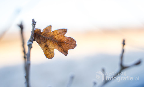 Zimowy liść pokryty szronem.