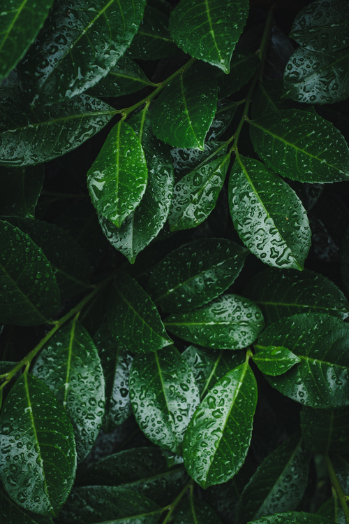 Soczyście zielone liście laurowiśni po letnim deszczu. 