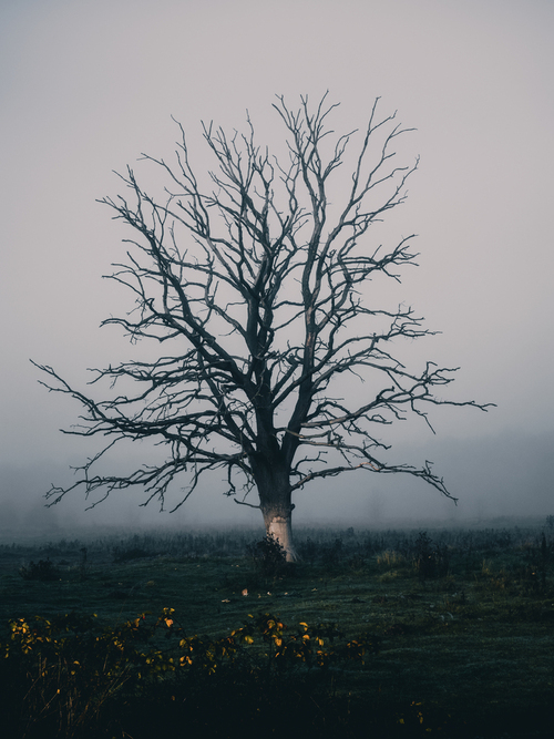 Mgła i drzewo