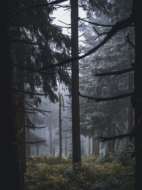 Świerkowy las