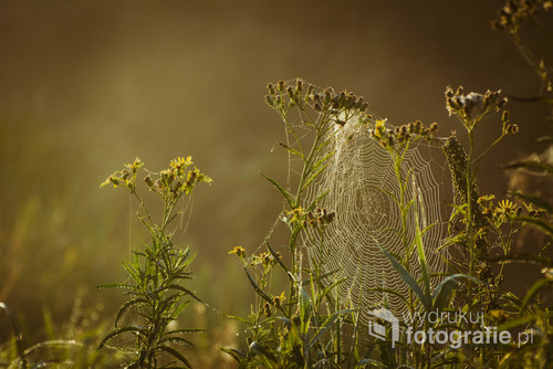 Jedna z wielu pajęczyn pokrywających puszczańską łąkę.