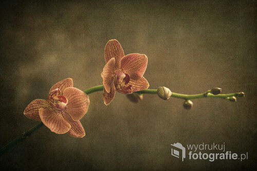 storczyk orchidea