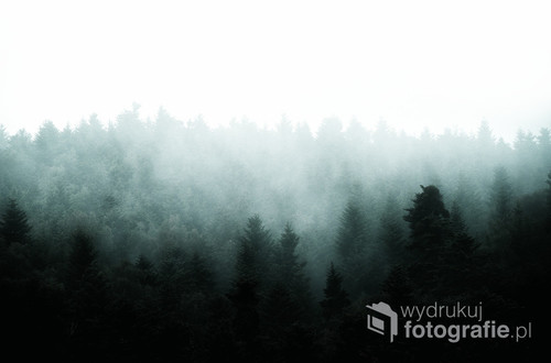 Zdjęcie zostało wykonane po lipcowym deszczu, przedstawia parujący las.
