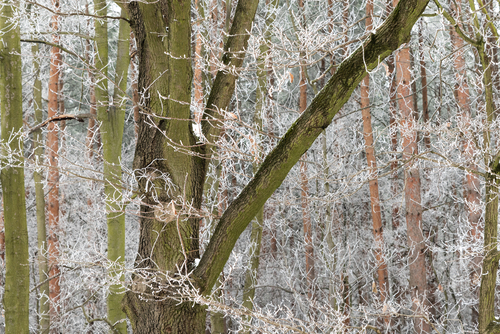 Zdjęcie zostało zrobione podczas spaceru w lesie. Spadł pierwszy śnieg i zrobiło się mroźnie.