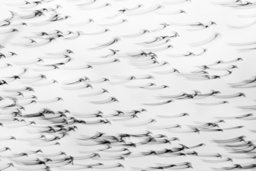 Fotografia przedstawia lot stada szpaków.