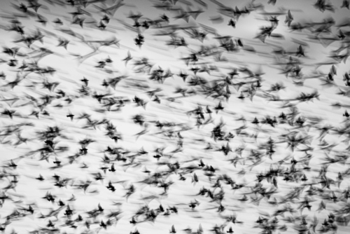 Fotografia przedstawia lot stada szpaków