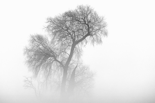 Drzewo we mgle.