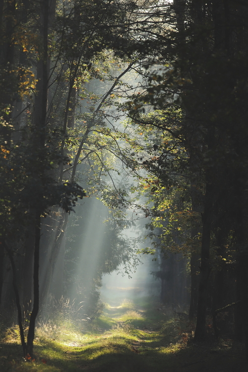 Fotografia przedstawia leśną drogę