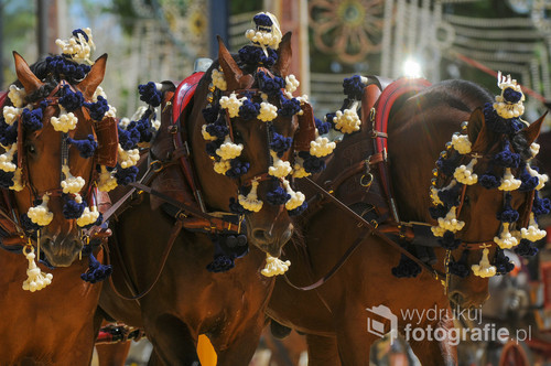 Feria del caballo, Jerez de la Frontera, Hiszpania 2015