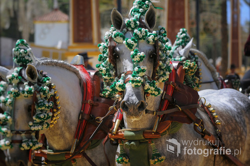 Feria del caballo, Jerez de la Frontera, Hiszpania 2015
