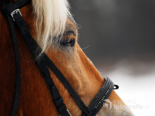 Zdjęcia koni to plon uczestnictwa w jednym z zimowych plenerów fotograficznych w Bobrku koło Oświęcimia.