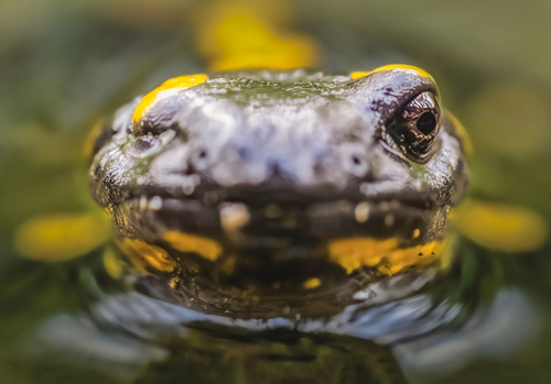 Bliskie spotkanie z jednym z najbardziej intrygujących płazów Beskidu Niskiego - salamandrą plamistą (Salamandra salamandra). Wynurzona z wody, patrzy prosto w obiektyw, jakby świadoma obecności fotografa 