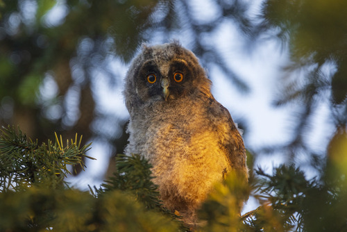 Młoda sowa uszatka
Młoda sowa uszatka, zanim w pełni opuści gniazdo, jest nazywana pieszczotliwie gałęziakiem. Młode opuszczają gniazdo po około 25 dniach od wyklucia, ale przez kolejne 3 miesiące pozostają pod opieką rodziców w pobliżu gniazda. Młode są puchate i mogą sprawiać wrażenie nieporadnych, poruszając się po drzewach. 
Puszcza Sandomierska Maj 2024
Technikalia zdjęcia: Canon R5, Canon EF 400mm f/4 DO IS USM, Canon EF Extender 1.4x   F/5.6 1/160s ISO800
