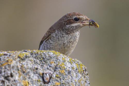 Dzierzba gąsiorek ze swoim śniadaniem.
Puszcza Sandomierska Wrzesień 2022
Technikalia zdjęcia: Canon R5, Canon EF 400mm f/4 DO IS USM, Canon EF Extender 2x   F/8 1/1000s ISO800
