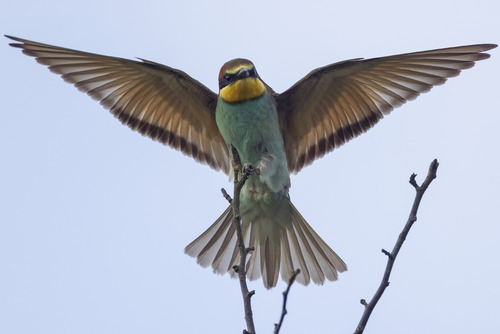Żołna zjada chwytane w locie owady, żądłówki miażdży końcem dzioba, aby uniknąć użądlenia, mimo potocznej nazwy Pszczołojad z żądłówek chwyta przede wszystkim osy.
Puszcza Sandomierska Wrzesień 2021
Technikalia zdjęcia: Canon R5, Canon EF 400mm f/4 DO IS USM, Canon EF Extender 1.4x   F/5.6 1/1200s ISO640
