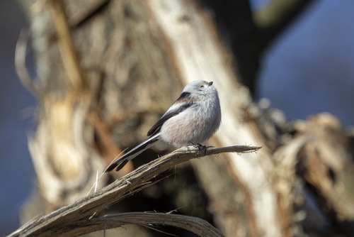 Ruchliwa i skacząca puchata kuleczka z ogonkiem ważąca niespełna 10g.
Puszcza Sandomierska Styczeń 2022
Technikalia zdjęcia: Canon R5, Canon EF 400mm f/4 DO IS USM, Canon EF Extender 1.4x   F/5.6 1/1200s ISO800
