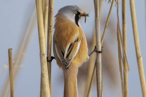 Wąsatka zbierająca pokarm dla swego potomstwa.
Puszcza Sandomierska Kwiecień 2023
Technikalia zdjęcia: Canon R5, Canon EF 400mm f/4 DO IS USM, Canon EF Extender 2x   F/8 1/1000s ISO800
