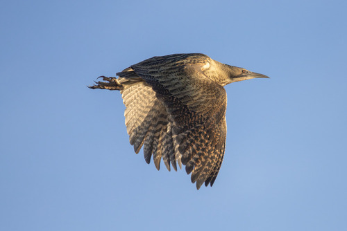 Puszcza Sandomierska Luty 2021
Technikalia zdjęcia: Canon 6DMII, Canon EF 400mm f/4 DO IS USM, F/4 1/4000s ISO400
