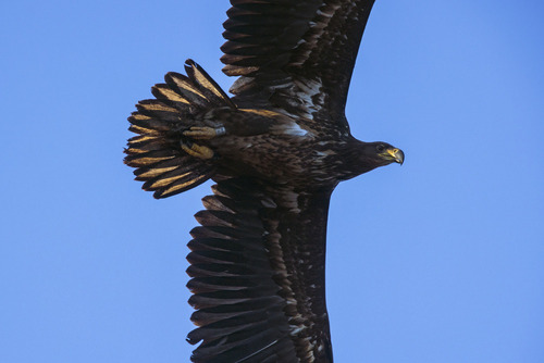 Puszcza Sandomierska Styczeń 2025
Technikalia zdjęcia: Canon R5, Canon EF 400mm f/4 DO IS USM, Canon EF Extender 2x   F/8 1/1000s ISO800
