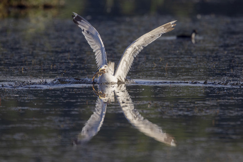 Puszcza Sandomierska Sierpień 2022
Technikalia zdjęcia: Canon R5, Canon EF 400mm f/4 DO IS USM, Canon EF Extender 2x   F/8 1/1000s ISO800
