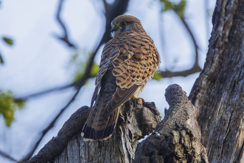 Puszcza Sandomierska Kwiecień 2023
Technikalia zdjęcia: Canon R5, Canon EF 400mm f/4 DO IS USM, Canon EF Extender 2x   F/8 1/300s ISO800

