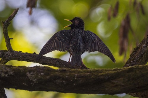 Szpak odstraszający potencjalne zagrożenia od swojego gniazda.
Puszcza Sandomierska Maj 2023
Technikalia zdjęcia: Canon R5, Canon EF 400mm f/4 DO IS USM, Canon EF Extender 2x   F/8 1/320s ISO800
