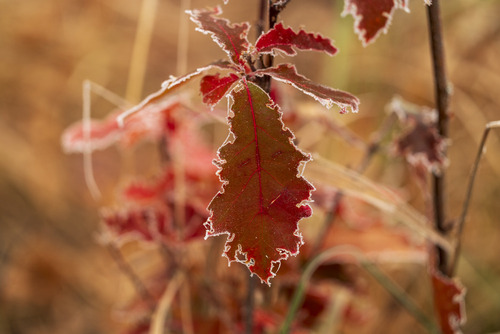 Puszcza Sandomierska Listopad 2024

Technikalia zdjęcia: Canon R6, Canon RF 100mm f/2.8  1/400s ISO100
