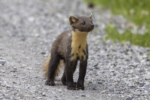 Puszcza Sandomierska Czerwiec 2021
Technikalia zdjęcia: Canon R5, Canon EF 400mm f/4 DO IS USM, Canon EF Extender 2x   F/8 1/2000s ISO800
