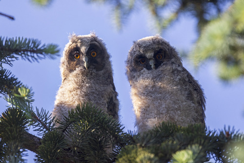 Puszcza Sandomierska Wrzesień 2023
Technikalia zdjęcia: Canon R5, Canon EF 400mm f/4 DO IS USM, Canon EF Extender 1.4x   F/5.6 1/640s ISO800
