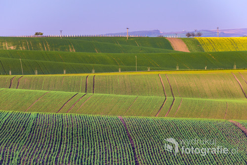 Wavy hills during spring time in South Moravia, Czech Republic