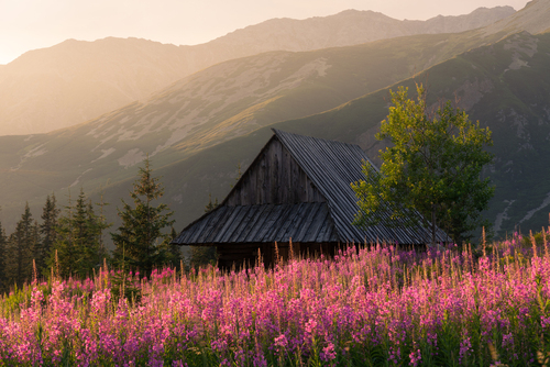 Stara drewniana chatka na Hali Gąsienicowej w Polskich Tatrach. Fotografia z ciepłego letniego poranka podczas szczytu kwitnienia Wierzbówki.
